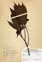 藏品(豬腳楠(紅楠))的圖片